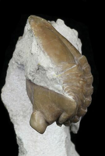 Enrolled Asaphus Kotlukovi Trilobite Fossil - Russia #31301